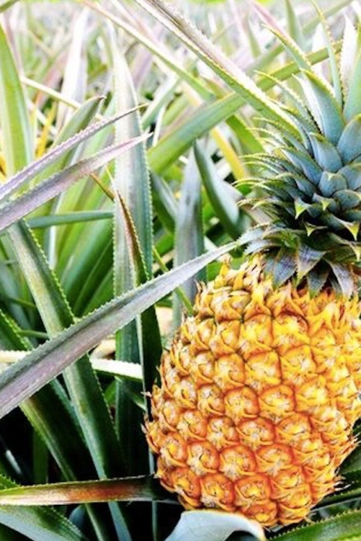 Oahu: Guided Tour of North Shore and Waimea Botanical Garden - Pali Lookout and the Ride South