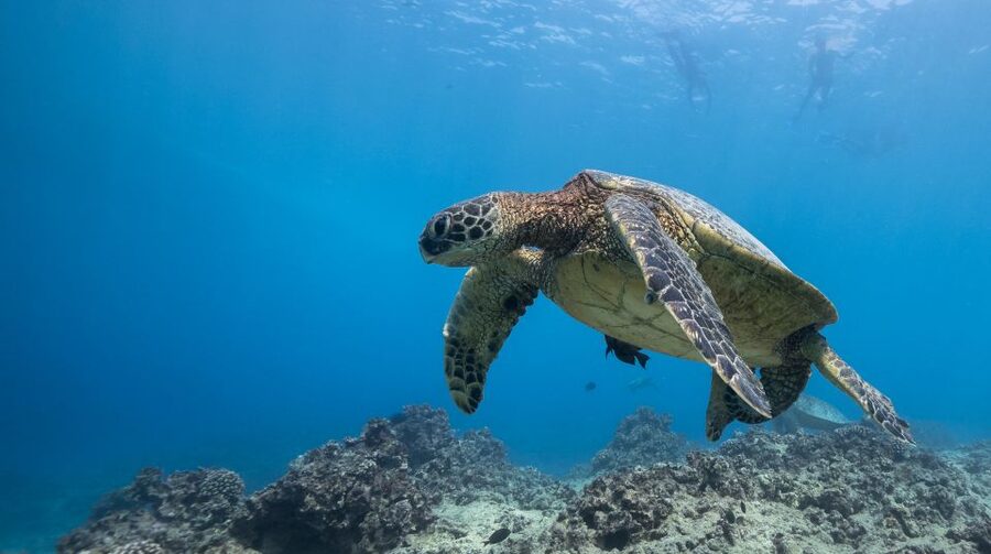 Oahu: Honolulu Turtle Canyon Snorkeling Tour - Turtle Canyon, Three Hours From Ala Moana