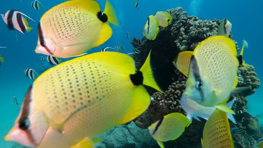 Oahu: Honolulu Turtle Canyon Snorkeling Tour - Your First Look Beneath the Surface