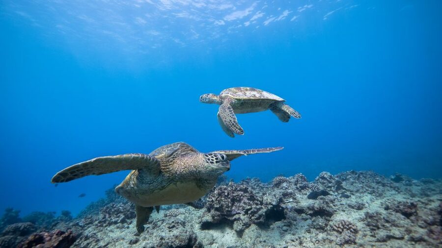 Oahu: Honolulu Turtle Canyon Snorkeling Tour - What the Guides Add to the Experience