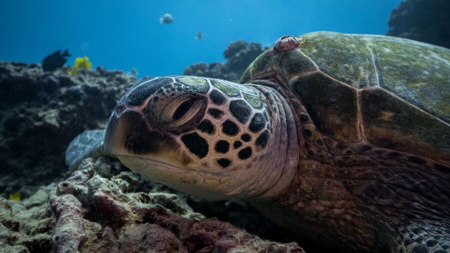 Oahu: Honolulu Turtle Canyon Snorkeling Tour - The Second Reef Stop: Know What to Expect