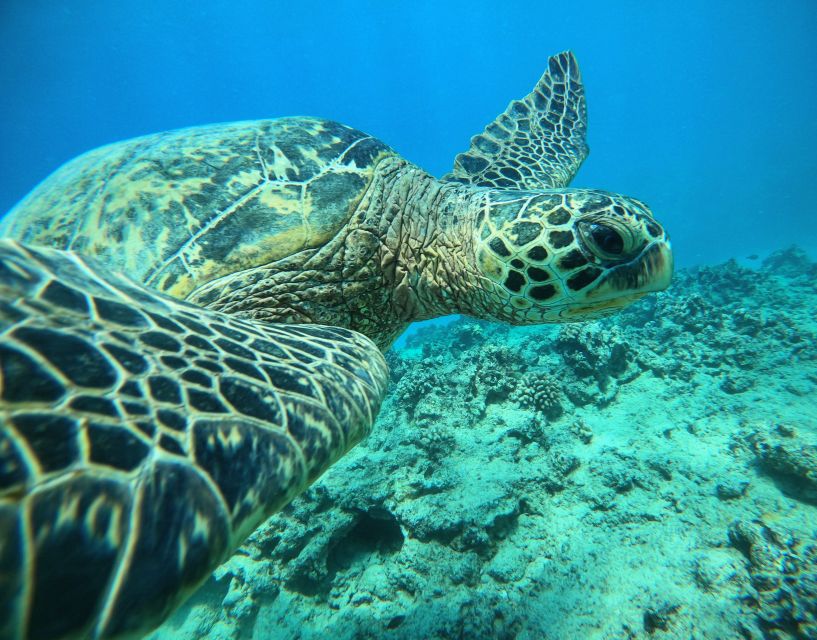Oahu: Honolulu Turtle Canyon Snorkeling Tour - A Boat Ride With Waikiki Behind You