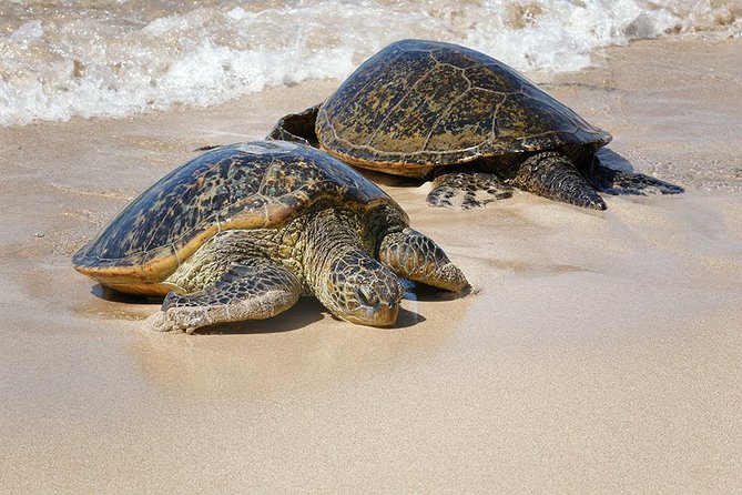 Oahu Island Photography Tour - Coastal views, sacred sites, and changing photo problems