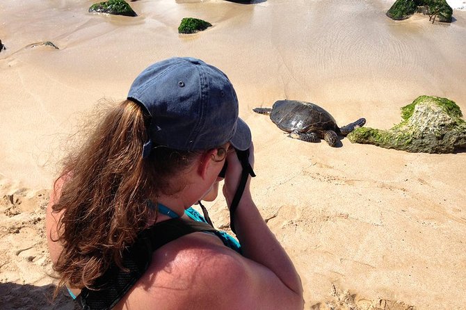 Oahu Island Photography Tour - Wildlife, beaches, and the chance for a special frame