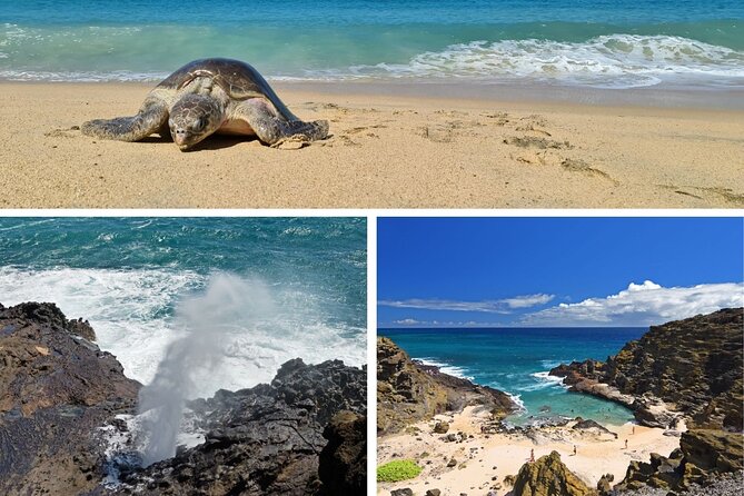 Oahu Island Tour: 13 ppl Max, Snorkel at Turtle Beach + Lunch - Diamond Head and the southeast coast