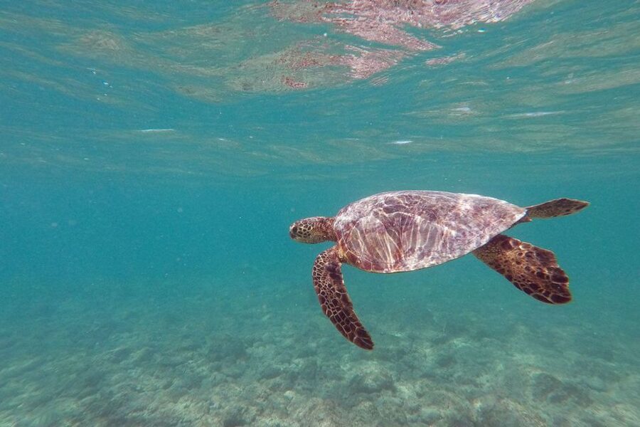 Oahu: Kailua Guided Kayak Excursion with Lunch - Popoi’a Island and its protected seabirds