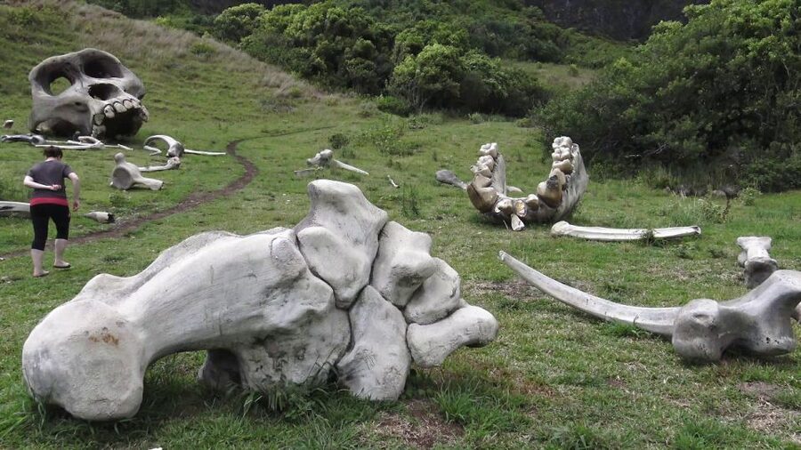 Oahu: Kualoa Movie Sites, Jungle, and Buffet Tour Package - The buffet lunch and the value of a full day