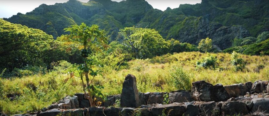 Oahu: Kualoa Open Air Jungle Expedition Tour - What the ride does not cover