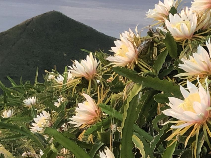 Oahu: Manoa Falls Hike and east side beach day - FAQ