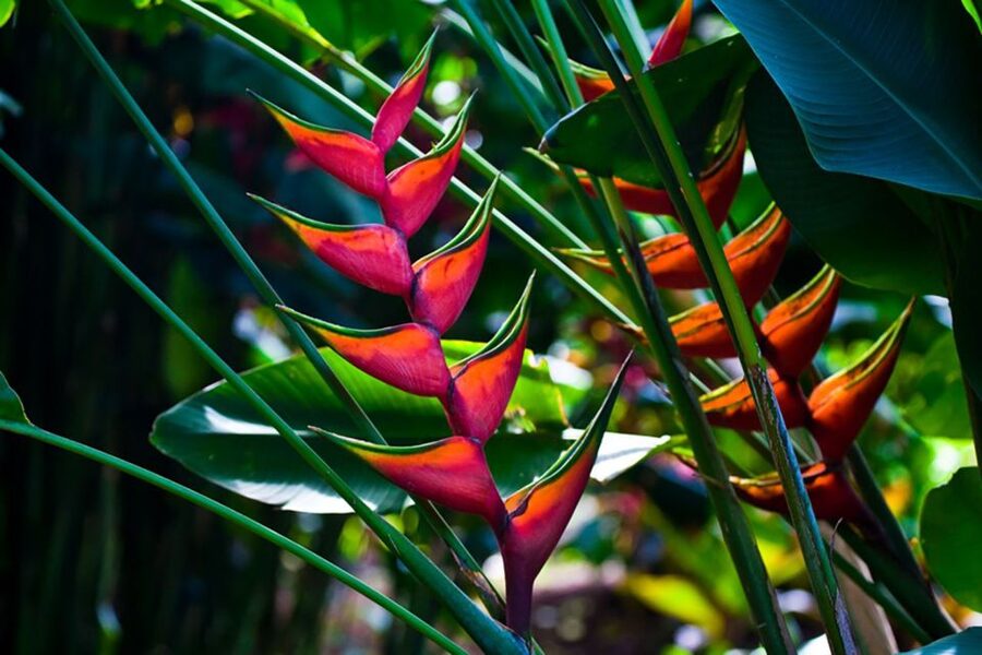 Oahu: Manoa Falls Waterfall Hike with Lunch and Transfers - Lunch above Honolulu at Tantalus Lookout