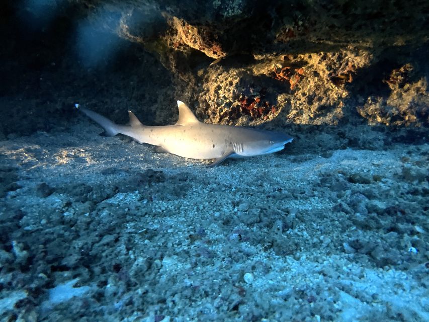 Oahu Night Dive: Adventure for Certified Divers - Key details before you book