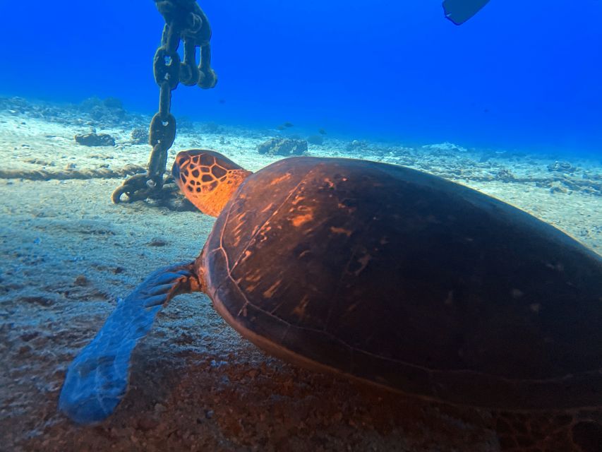 Oahu Night Dive: Adventure for Certified Divers - Why Oahu after dark feels different