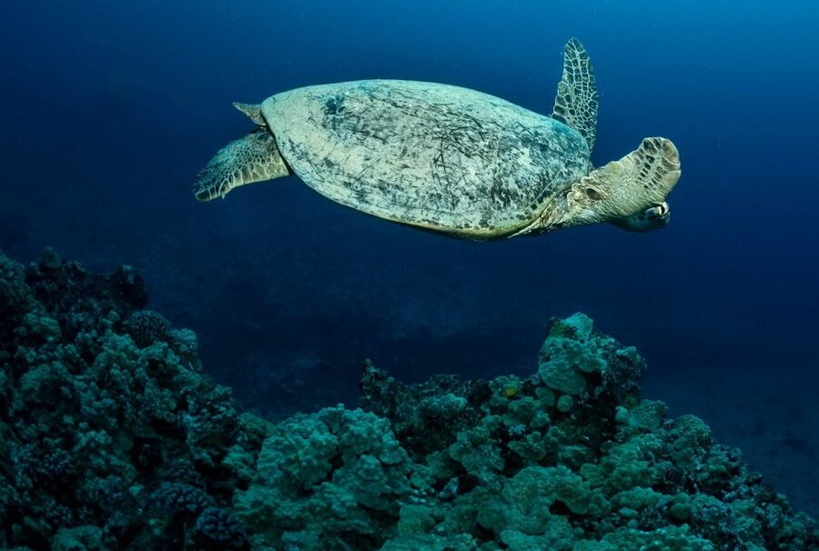 Oahu Night Dive: Adventure for Certified Divers - Second underwater session: the reef in full darkness
