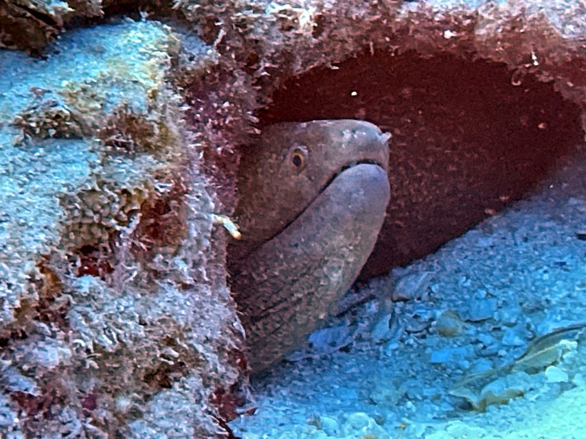 Oahu Night Dive: Adventure for Certified Divers - Who will get the most from this evening