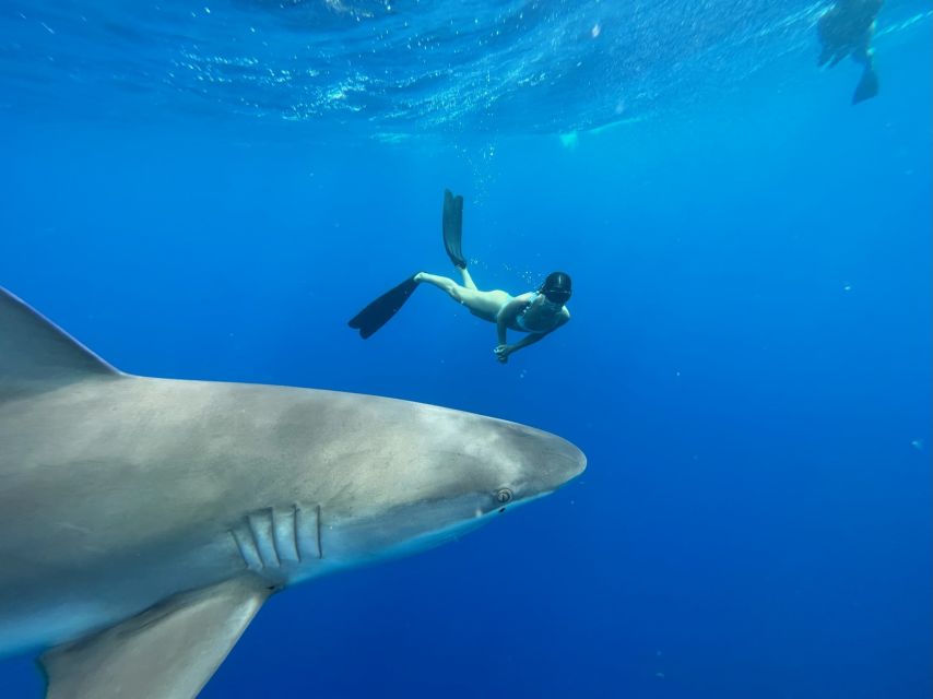 Oahu: North Shore Cageless Shark Snorkeling Tour - Key points to know before you book