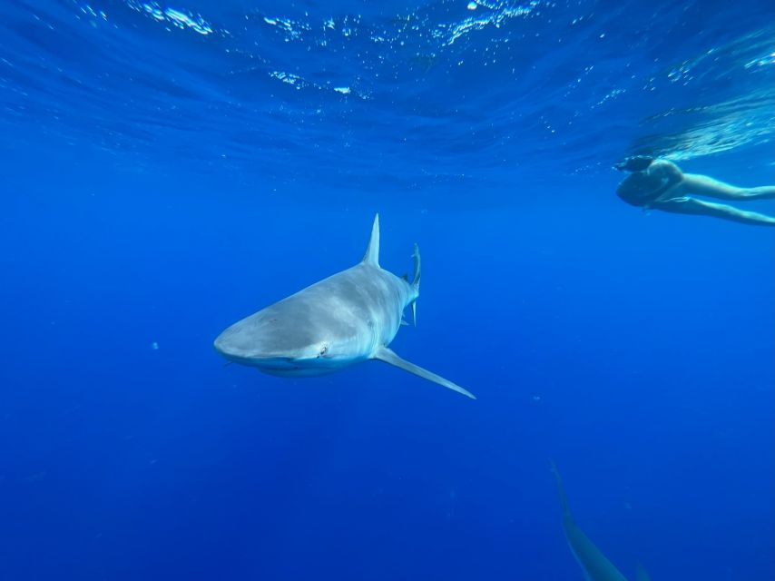 Oahu: North Shore Cageless Shark Snorkeling Tour - Setting out from Haleiwa on Oahu’s North Shore