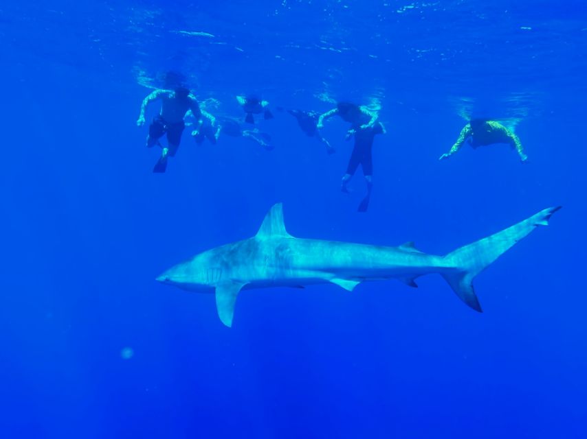 Oahu: North Shore Cageless Shark Snorkeling Tour - Meeting sharks without a cage