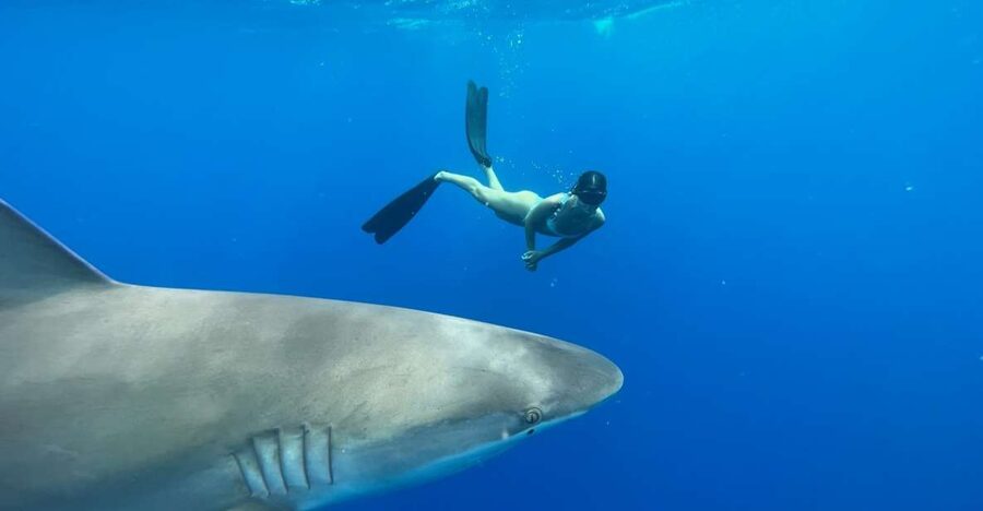 Oahu: North Shore Cageless Shark Snorkeling Tour - Why the small group improves the experience