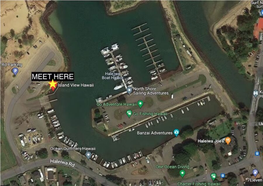 Oahu: North Shore Cageless Shark Snorkeling Tour - Photos, videos, and what is included