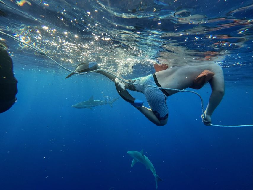 Oahu: North Shore Cageless Shark Snorkeling Tour - Is $166 a fair price?