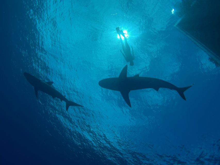 Oahu: North Shore Cageless Shark Snorkeling Tour - What the safety briefing really means