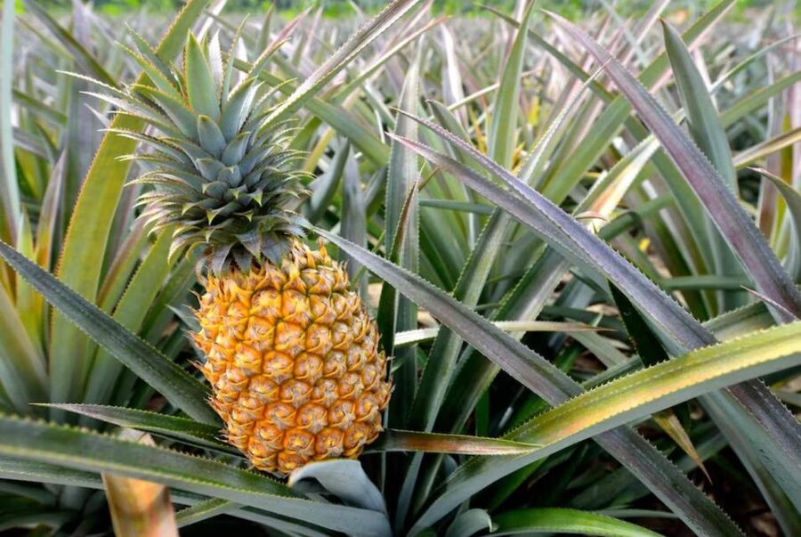 Oahu: North Shore Dole Pineapple Farm Tour - Greenworld Coffee Farms Starts the Morning