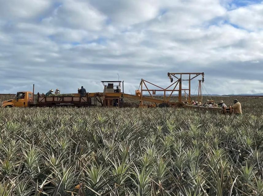 Oahu: North Shore Dole Pineapple Farm Tour - Old Haleiwa for Shaved Ice and Small Shops