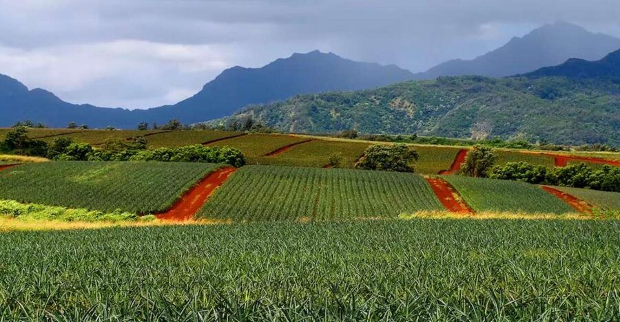 Oahu: North Shore Dole Pineapple Farm Tour - Inside Oahu’s Pineapple Production