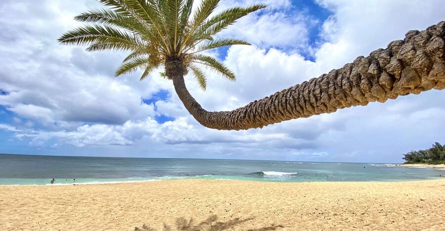 Oahu: North Shore Experience and Dole Plantation - Leaving Waikiki for the island’s east side