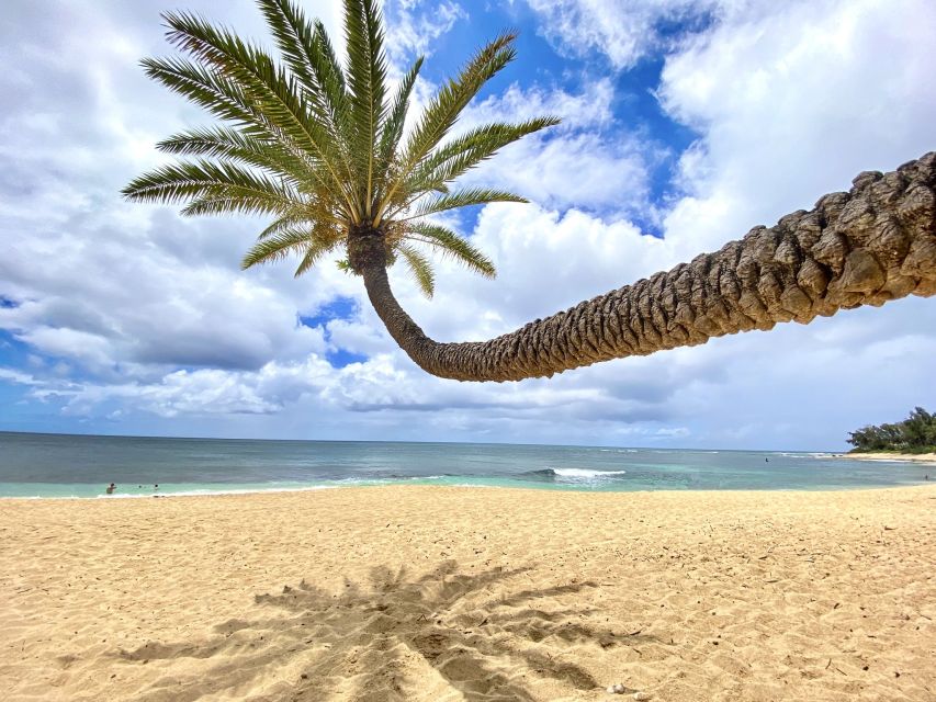 Oahu: North Shore Experience and Dole Plantation - Tropical Farms macadamia nuts and the shopping question