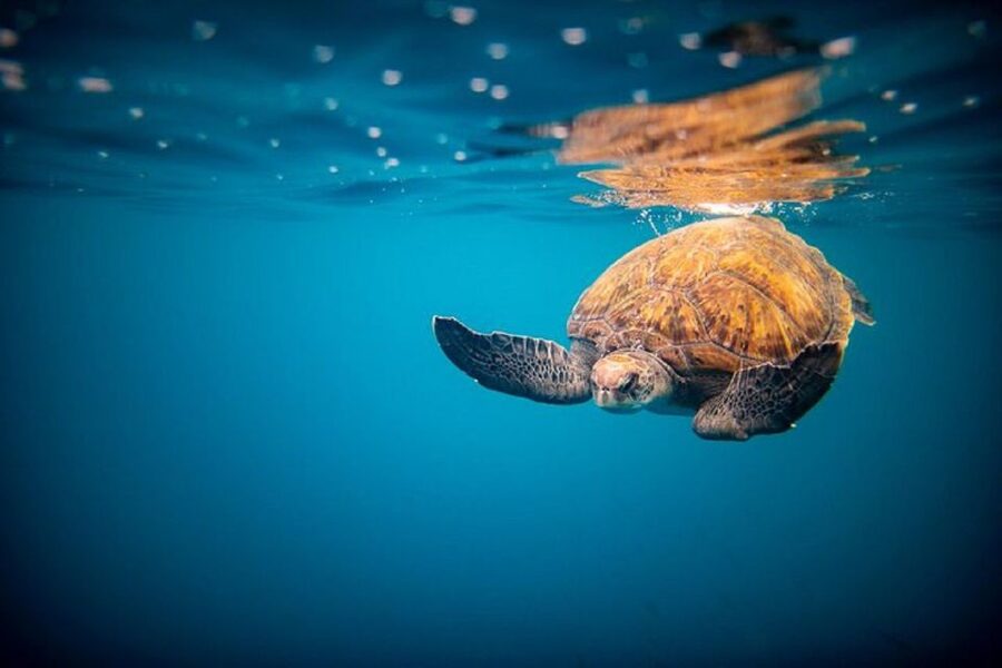 Oahu: North Shore Haleʻiwa: Private Boat Charter - Key points at a glance