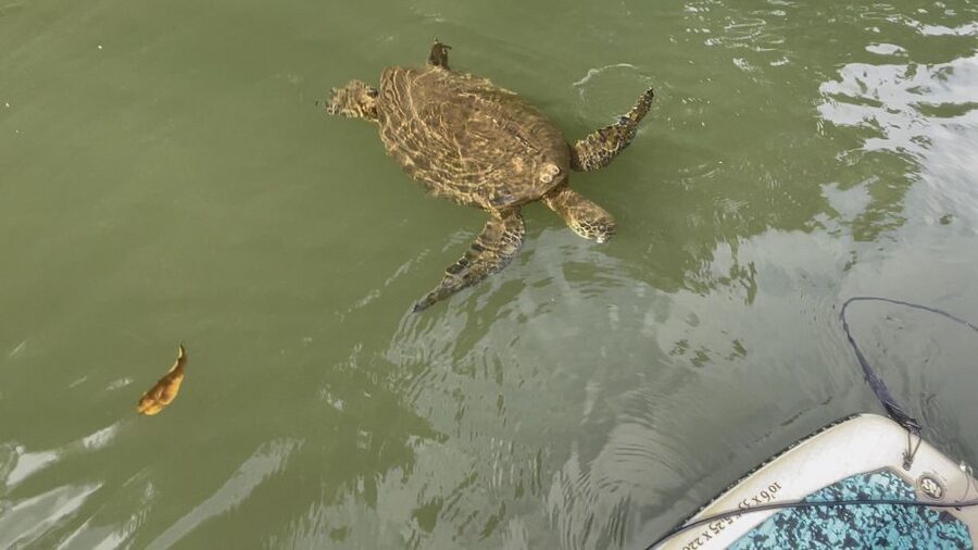 Oahu: North Shore Haleiwa Paddleboard River Adventure - Getting there and planning your Haleiwa day