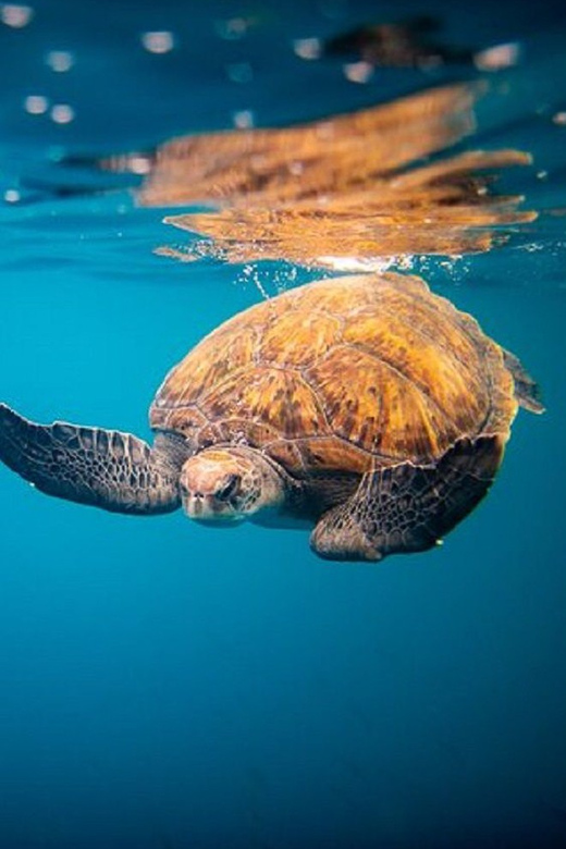 Oahu: North Shore Snorkeling Tour from Haleiwa - Leaving Haleiwa on the yellow Rambo II