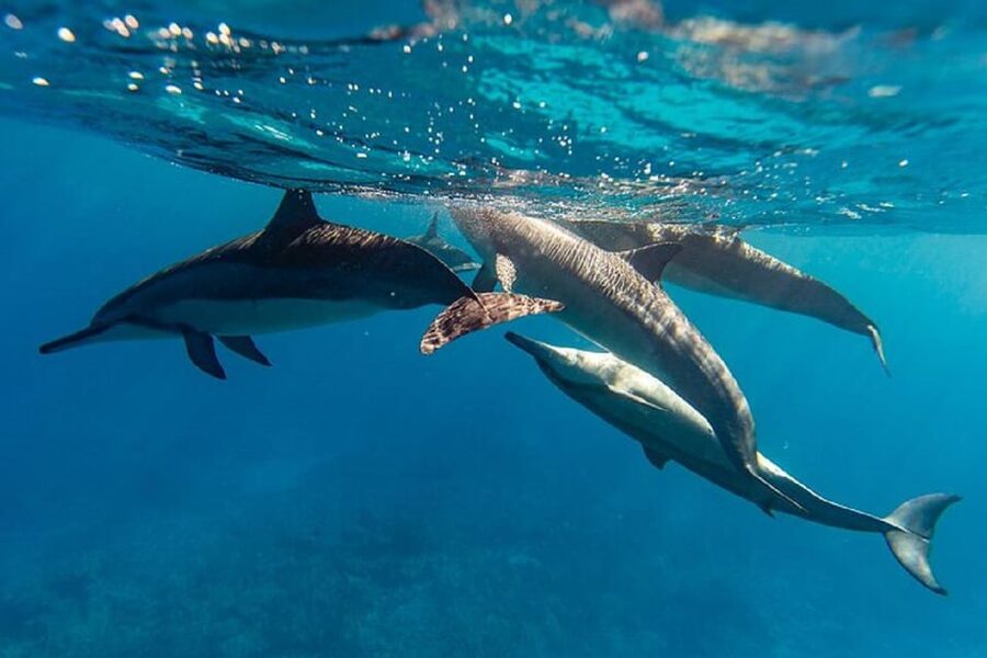 Oahu: North Shore Snorkeling Tour from Haleiwa - Who will enjoy the Rambo II most