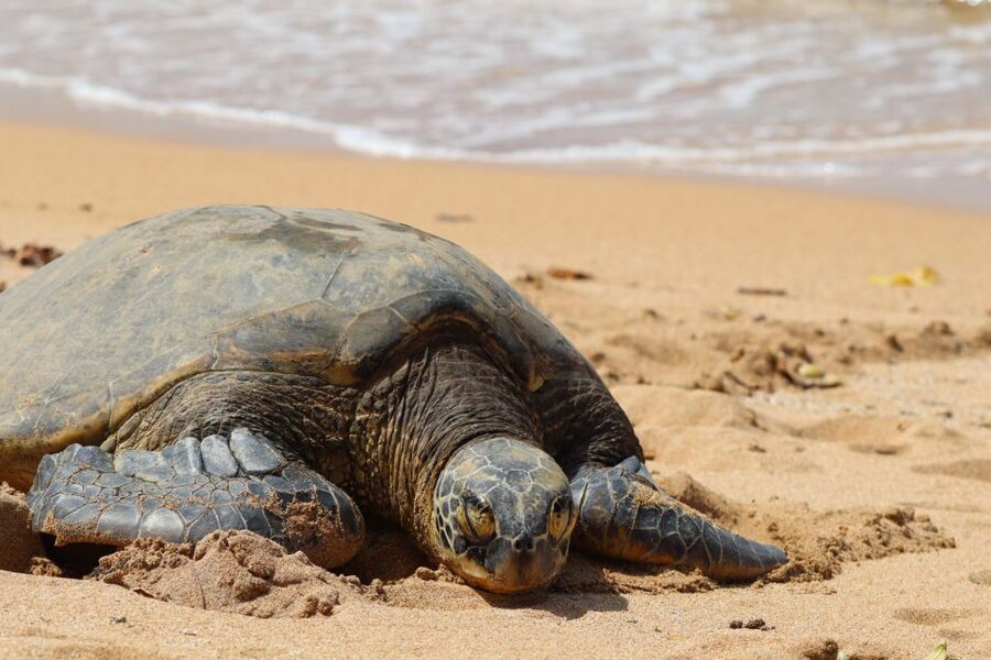 Oahu: Oahu Ultimate Grand Circle Island Tour - What this Oahu circle tour is really designed to do
