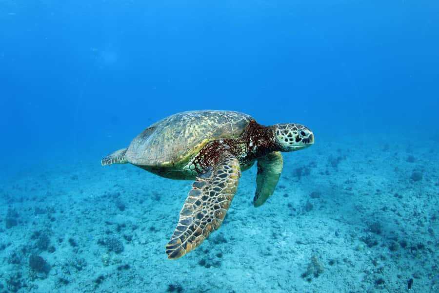 Oahu: Off road Stand-Up ATV and Sunset Snorkel Cruise - Hawaiian food and the open bar