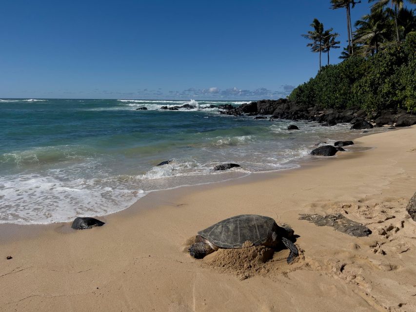 Oahu: Private Best of Oahu Sightseeing Tour - Taking the North Shore route