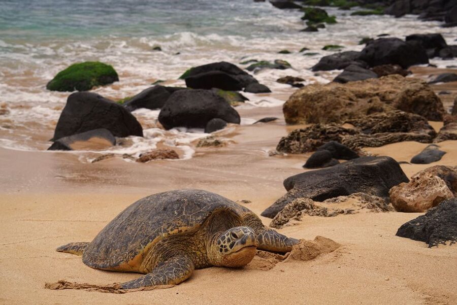 Oahu: Private Best of Oahu Sightseeing Tour - What the private format is worth at $600
