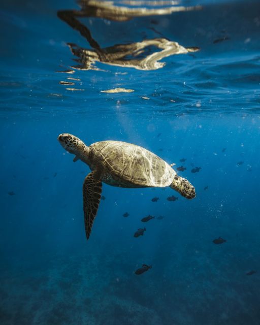 Oahu: Private Catamaran Sunset Cruise & Optional Snorkeling - Leaving Kewalo Basin Harbor for Diamond Head