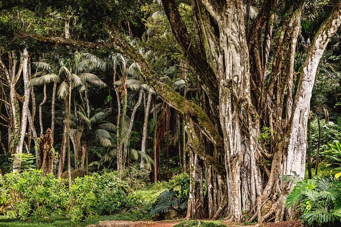 Oahu Private Tour North Shore, Waimea Falls and Dole Plantation - Waimea Falls and the longest stop