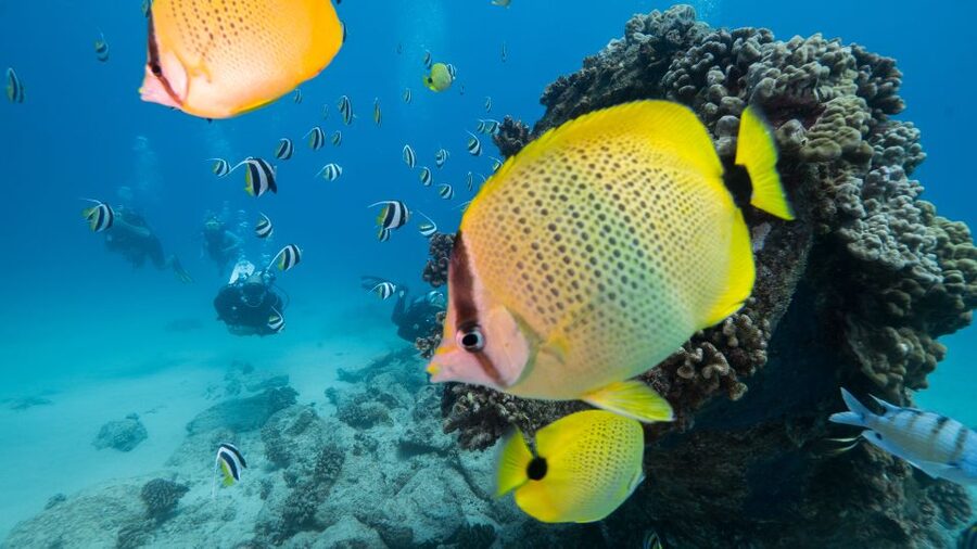 Oahu: Shallow Reef Scuba Dive for Certified Divers - Two shallow reefs in three hours