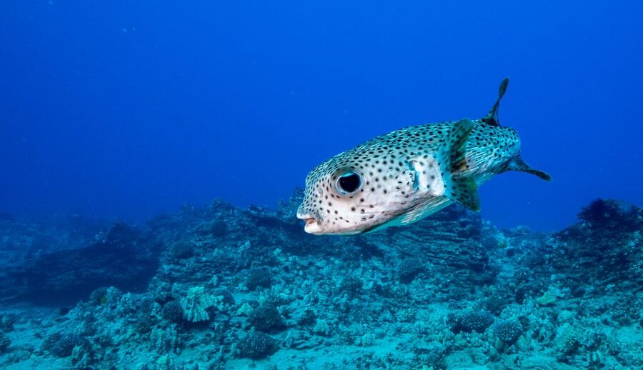 Oahu: Shallow Reef Scuba Dive for Certified Divers - First stop, Southern Oahu reef country