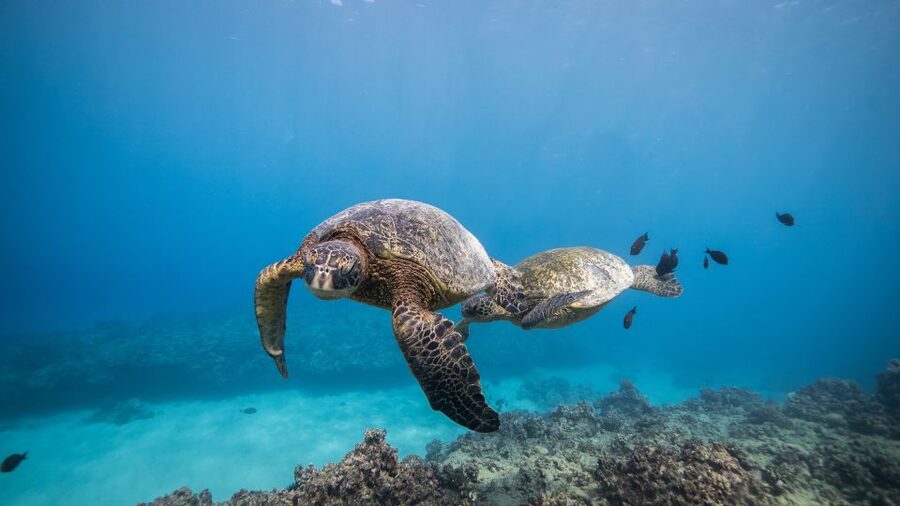 Oahu: Shallow Reef Scuba Dive for Certified Divers - A second 75-minute session
