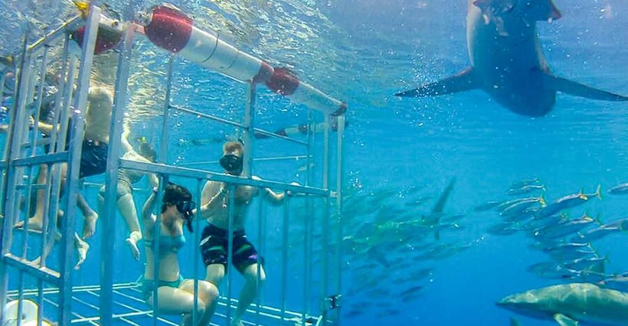Oahu: Shark Cage Dive on the North Shore - Key points to know before booking