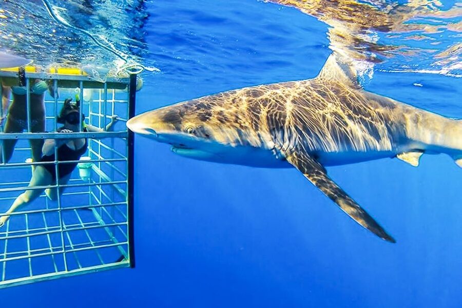 Oahu: Shark Cage Dive on the North Shore - The shark encounter is worth the planning