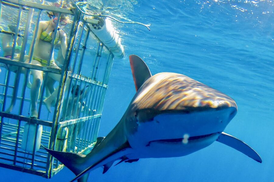 Oahu: Shark Cage Dive on the North Shore - What it feels like inside the cage