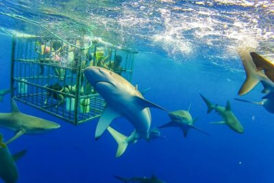 Shark Cage Dive on the North Shore