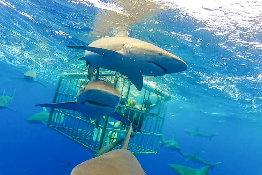 Oahu: Shark Cage Dive on the North Shore - Why the crew matters on this trip