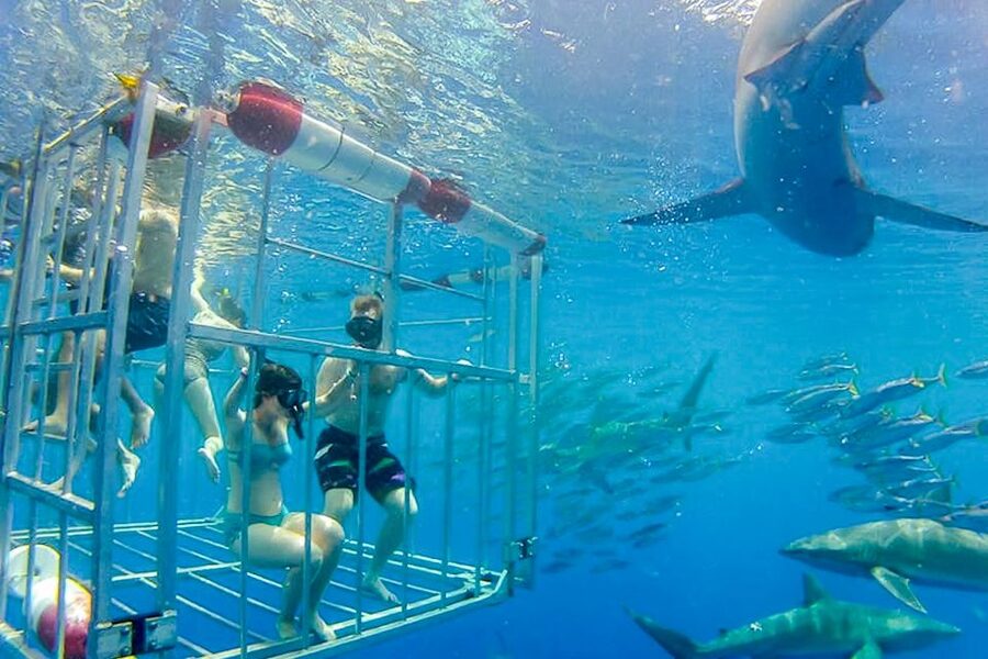 Oahu: Shark Cage Dive on the North Shore - The best time to go and the weather concern