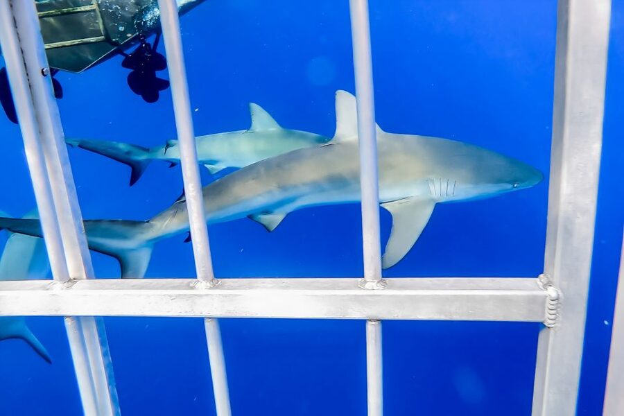 Oahu: Shark Cage Dive on the North Shore - Cameras, towels, and what to bring